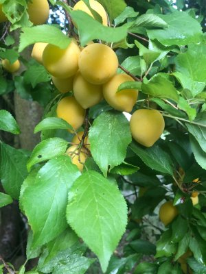 IMG_5823.jpeg