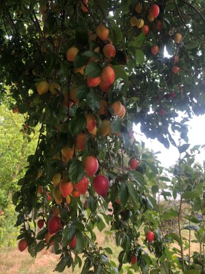 IMG_5724.jpeg