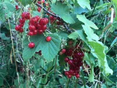 IMG_5619.jpeg