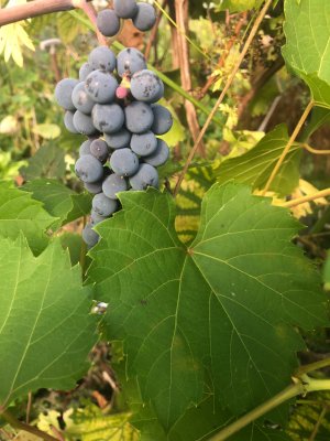 IMG_6802.jpeg