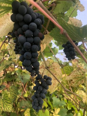 IMG_6801.jpeg