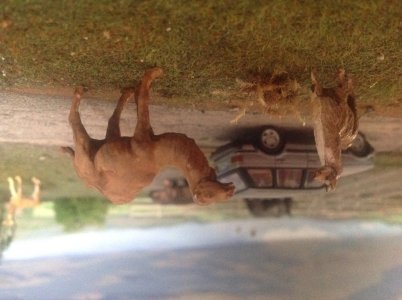 IMG_9286.jpeg