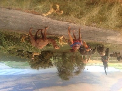 IMG_9270.jpeg