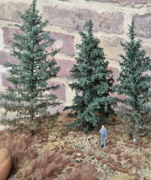 3 blue spruces 1.jpg