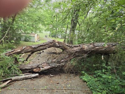 fallen tree.jpg