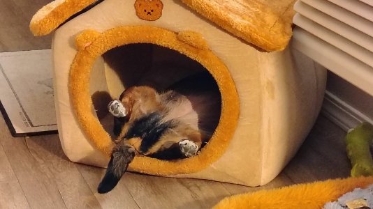 Tired dog.jpg