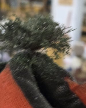 103 shrub 5.jpg