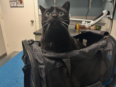 Not the VET.jpg