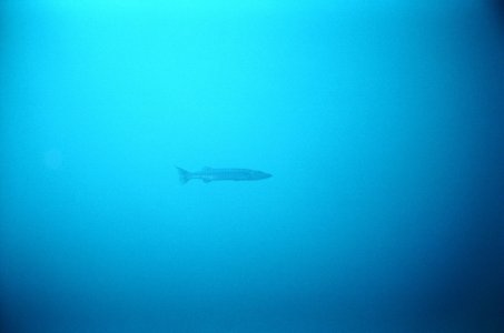 Barracuda.JPG