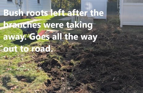Bush_roots_03.jpg Bush_roots_03.jpg