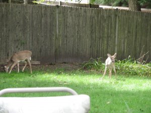 Deer feeding in yard - 09-26-2013 002.jpg