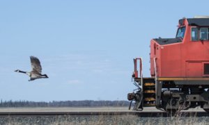 cropped-20140516-2232-Winnipeg-20140516-SLB-6.jpg
