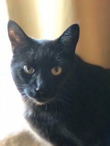 69_1521992122072.jpeg
