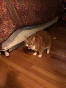 66_1521992138937.jpeg