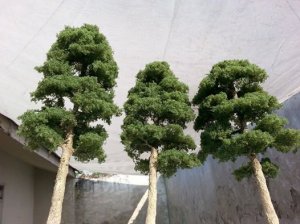 Huges trees.jpg