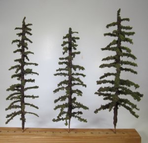 WhiteSpruce_03-09-2020 (1).JPG