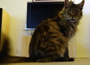 LUCKY-SMALL-1.jpg
