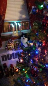 Noel in the Window.jpg