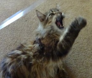 LUCKY-THE-CAT.jpg