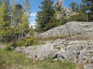 rocks 002.jpg