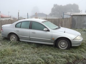 frosty falcon.jpg
