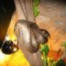 RockPython