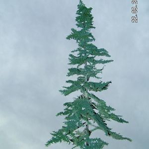 cheap fir tree scale O