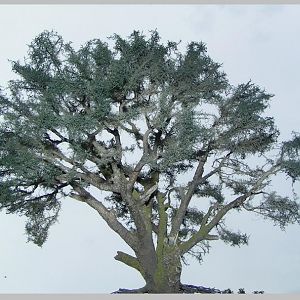 old oaktree