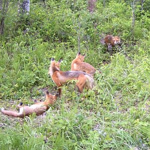 FoxFamily_06-26-2024 (1).JPG