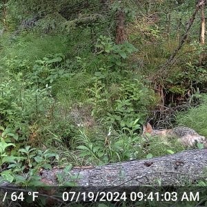 Coyote_07-19-2024_10am.JPG