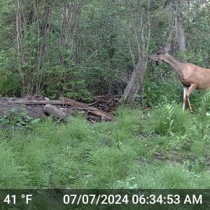 MuleDeer_07-07-2024_530am (6).JPG