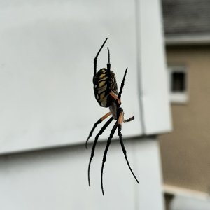 IMG_20240922_102655994.jpg