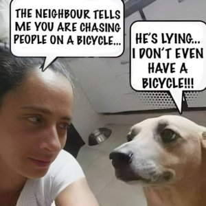Dog_Chasing.JPG