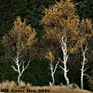 GIM BirkenKlform mbbgroveden2018.jpg