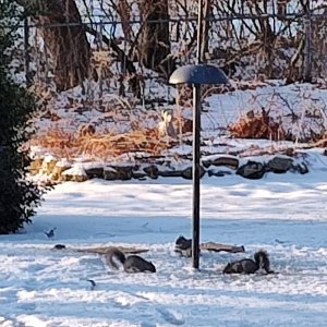 Bird_feeder_01.jpg