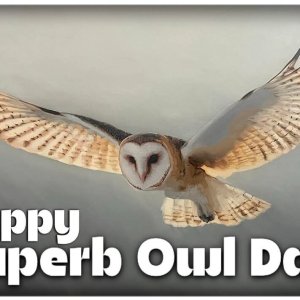 Superb owel day.jpg