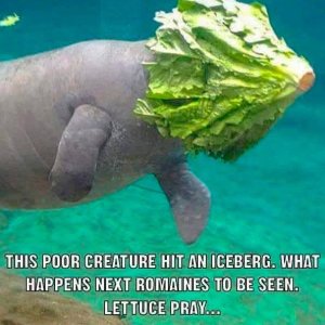 IMG_0197.jpeg