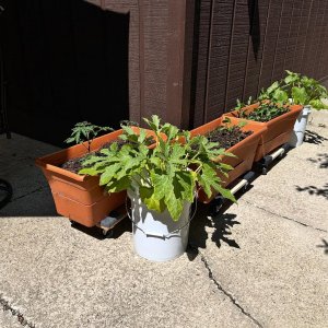 Patio 2.jpg