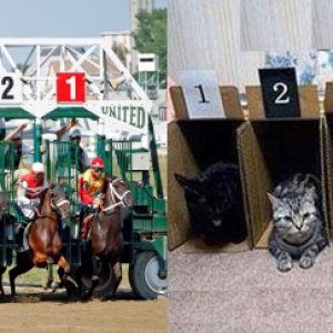 horses_cats_9.jpg