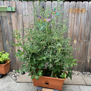 tomaters.png