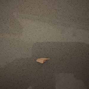 IMG_9833.jpeg