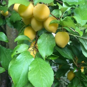 IMG_5823.jpeg