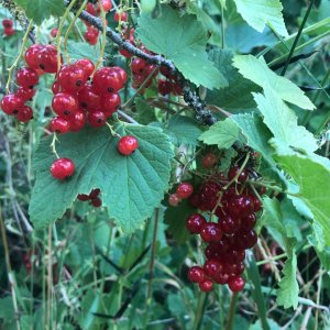 IMG_5619.jpeg