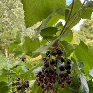 IMG_1575.jpeg
