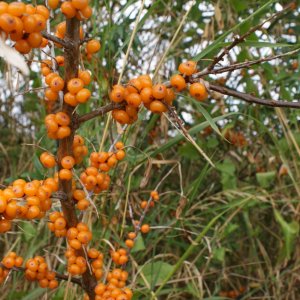 2009 0814 seabuck fruit nth dyke.jpeg