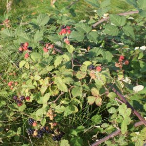 20100920 brambles extd orch.jpeg