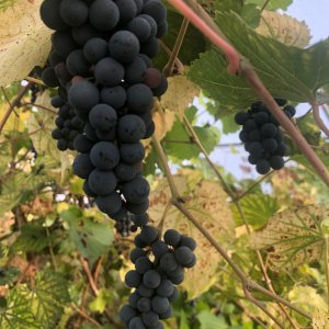 IMG_6801.jpeg