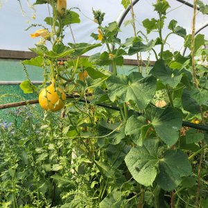 IMG_0234.jpeg