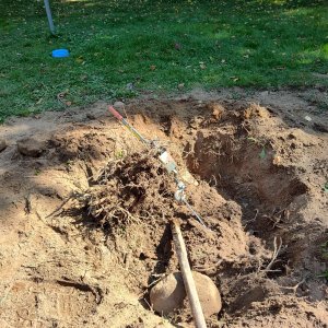 Holly_Bush_Roots_01.jpg