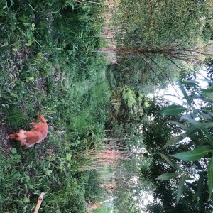 IMG_4868.jpeg